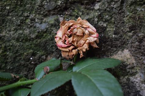 枯萎的花風水